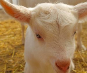 Pui de Drag – Un nume cu răsunet