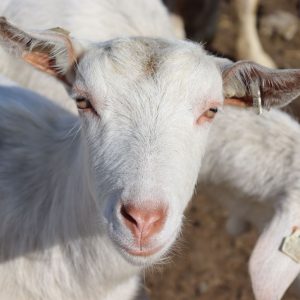 De ce lăpticul nostru are un gust așa delicios?